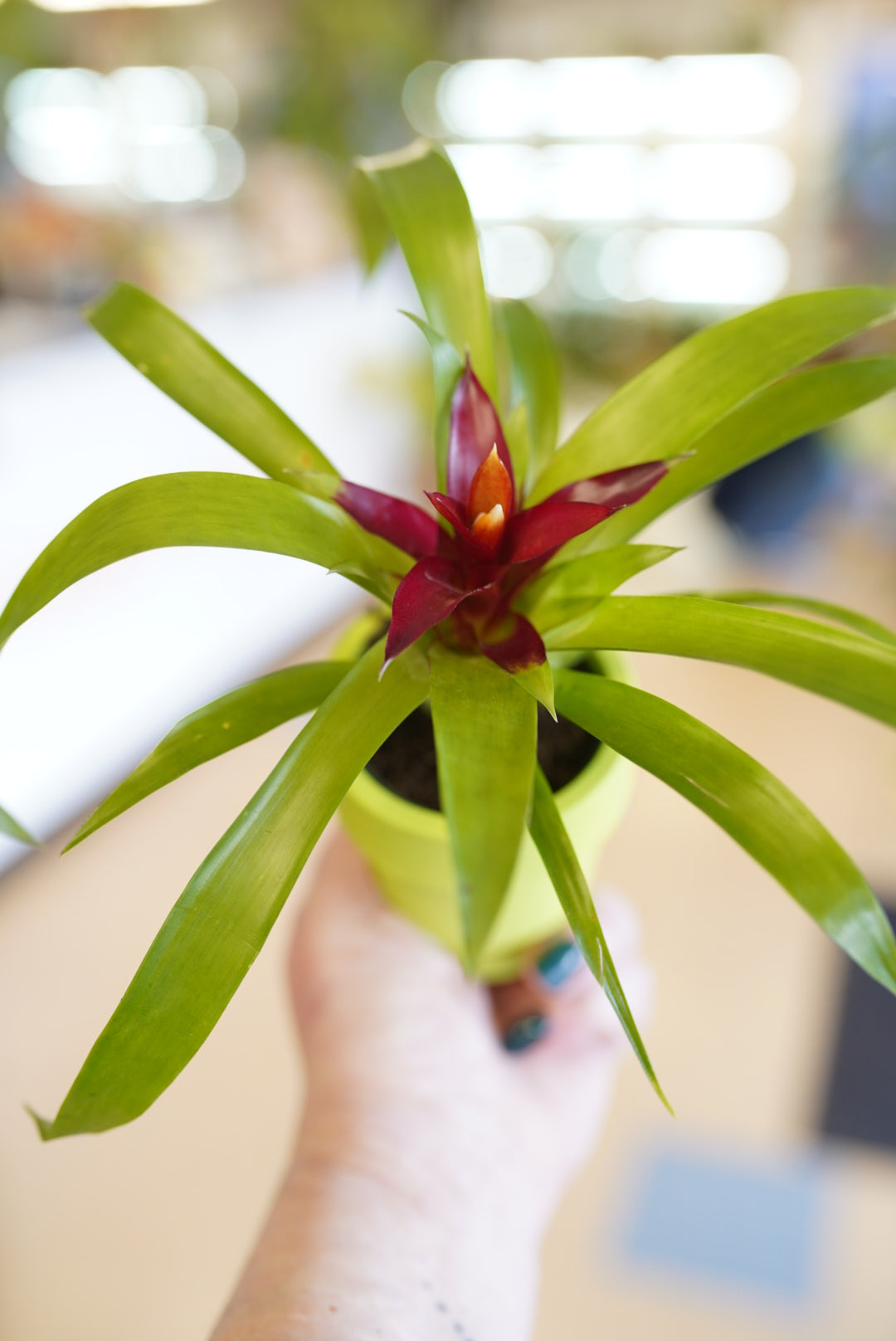 Bromeliads in Self Watering Pots