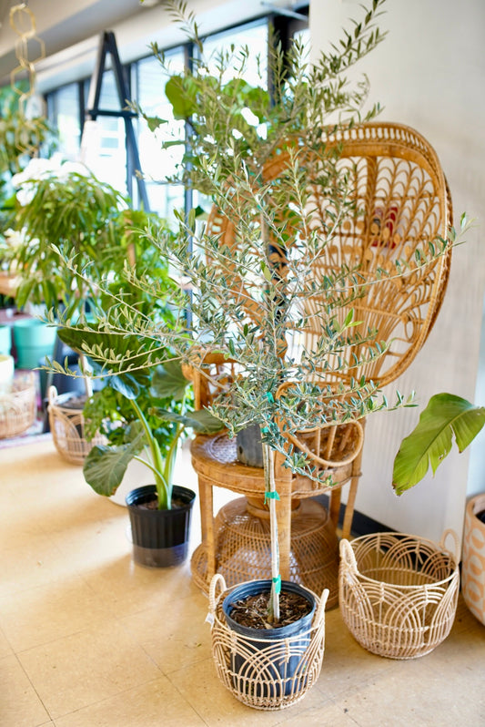 Olive Tree