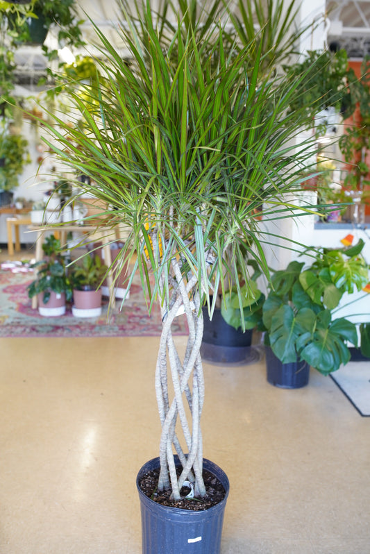 Dracaena Marginata (Open Weave)