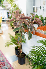 Ficus Elastica ‘Ruby’ - Rubber Plant