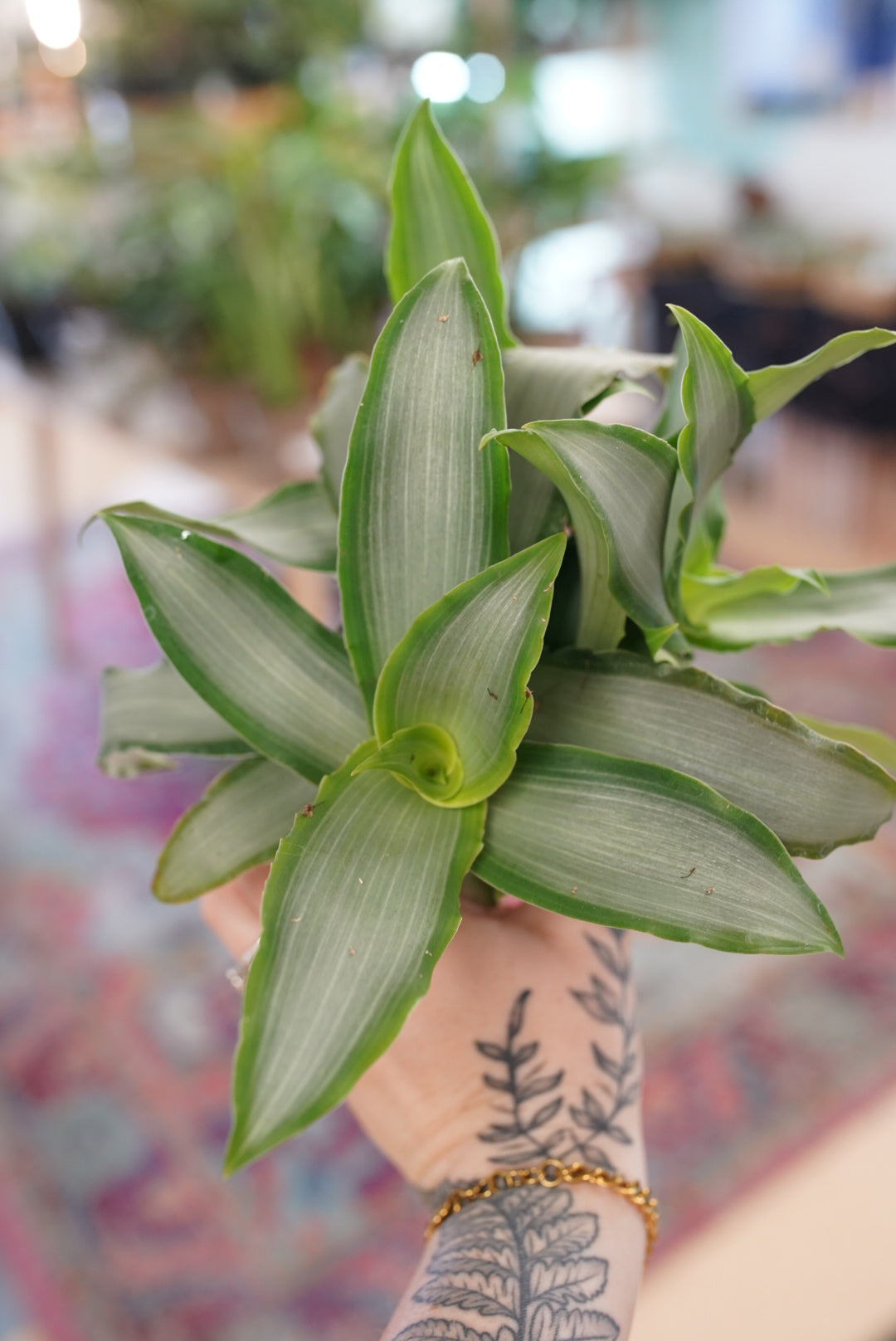 Murdannia loriformis 'Bright Star'