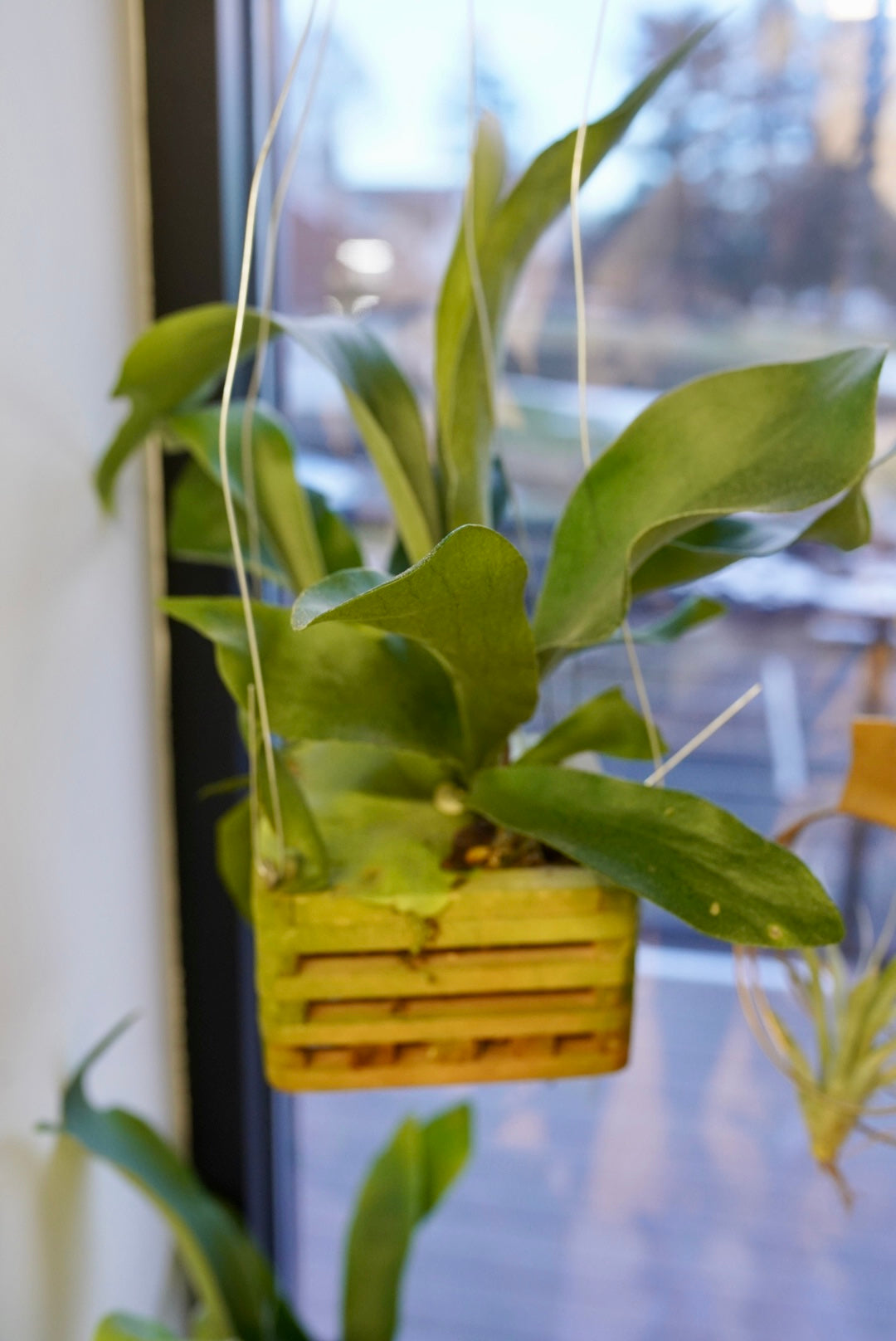 Staghorn Fern