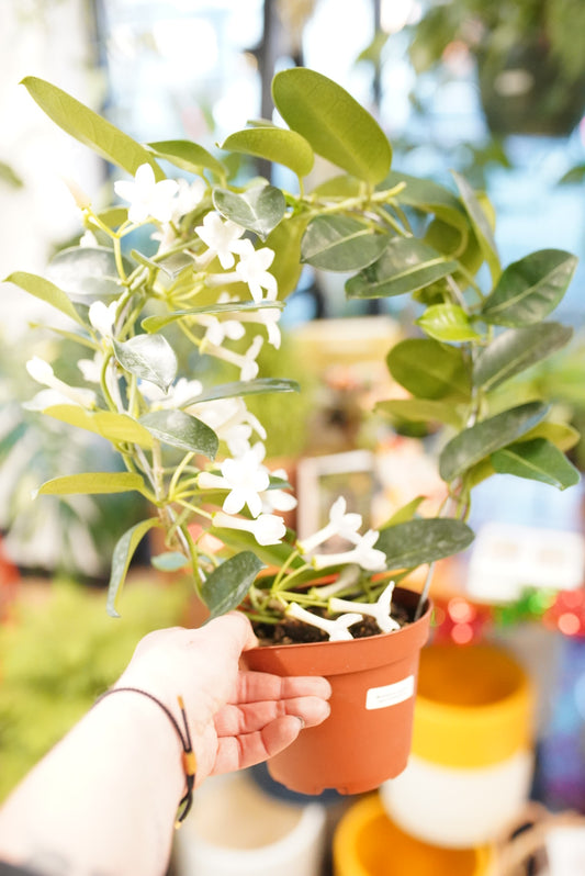 Madagascar Jasmine