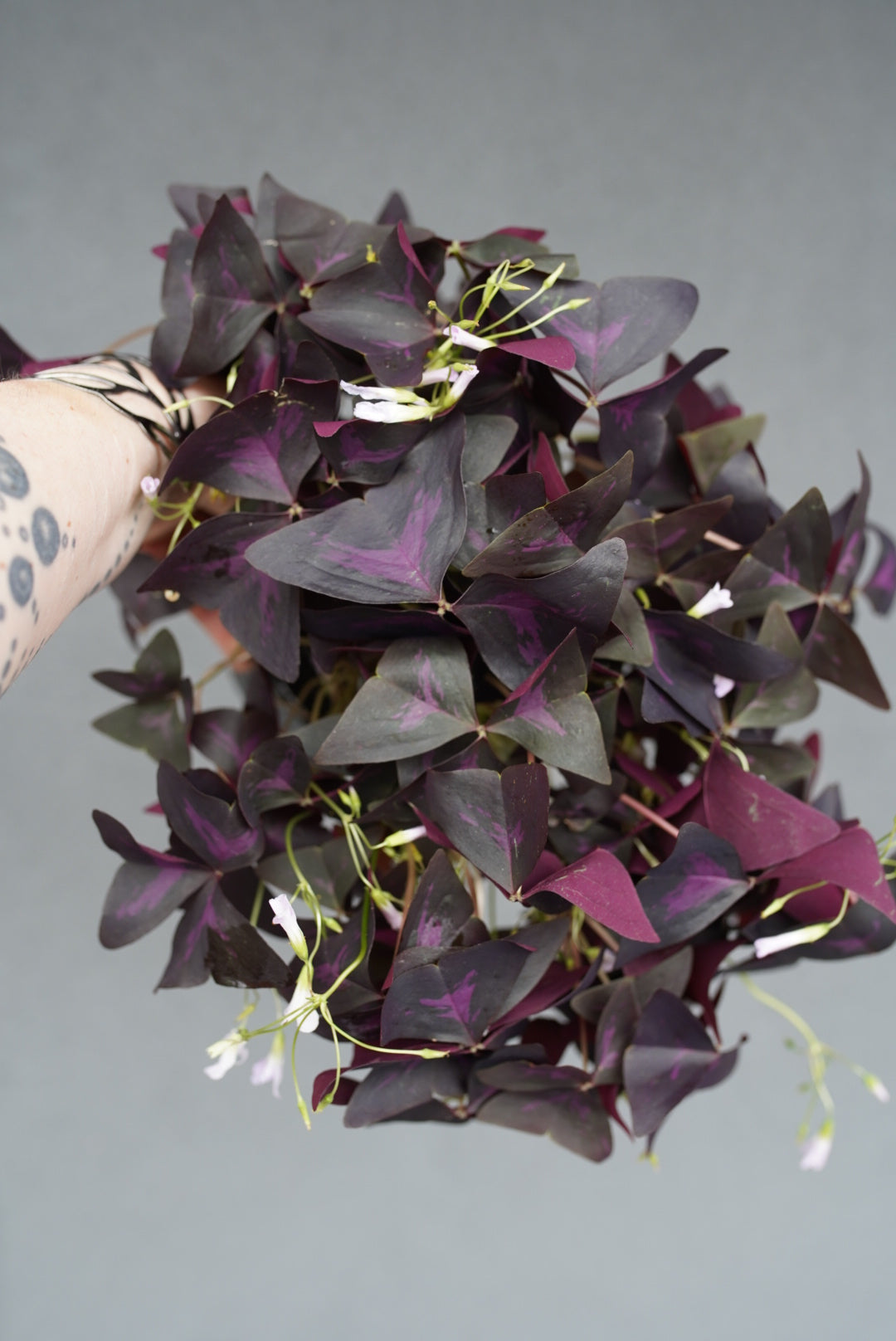 Oxalis Triangularis 'Shamrock'