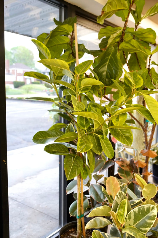 Ficus Altissma ‘Yellow Gem’