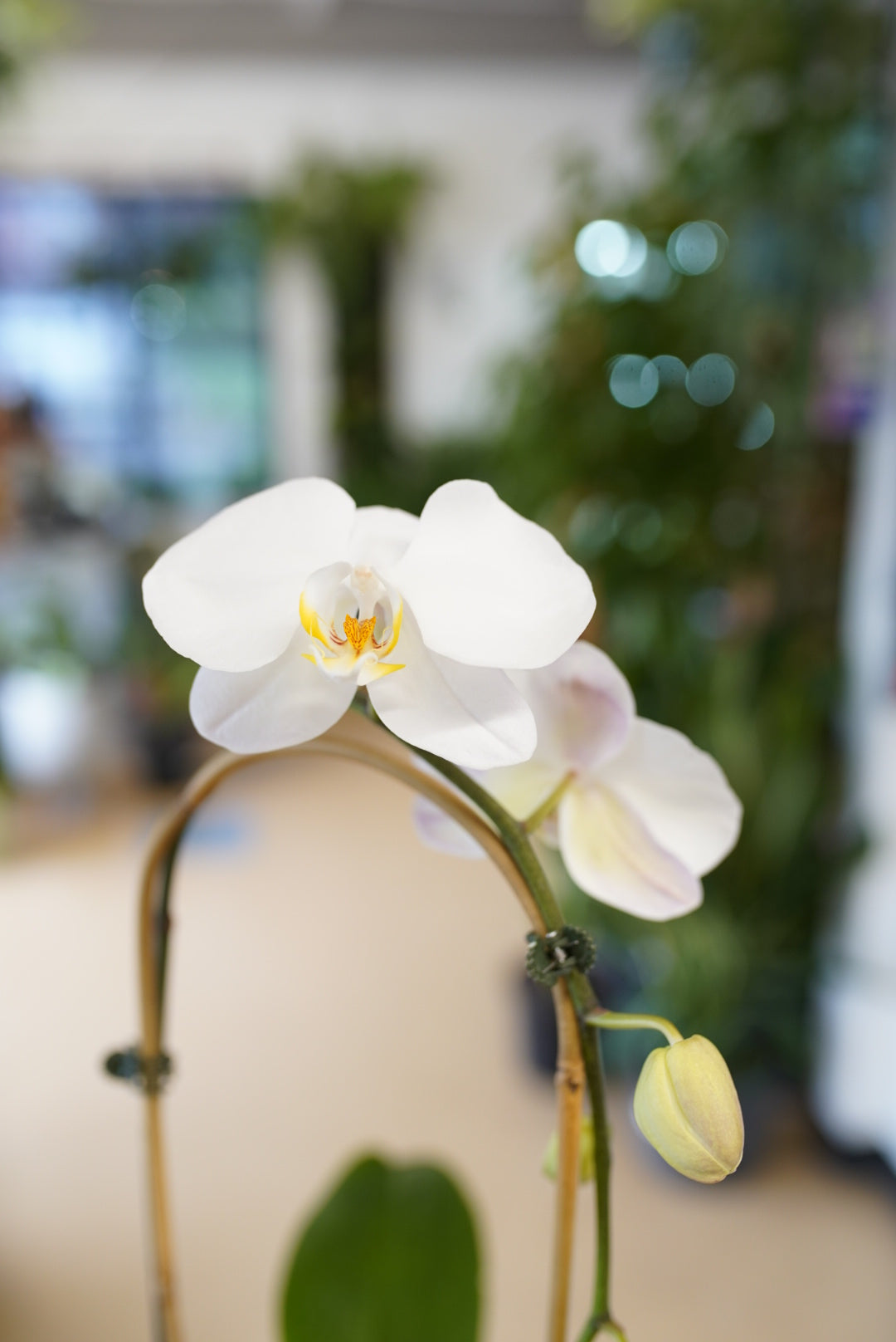 Waterfall Phalaenopsis Orchid