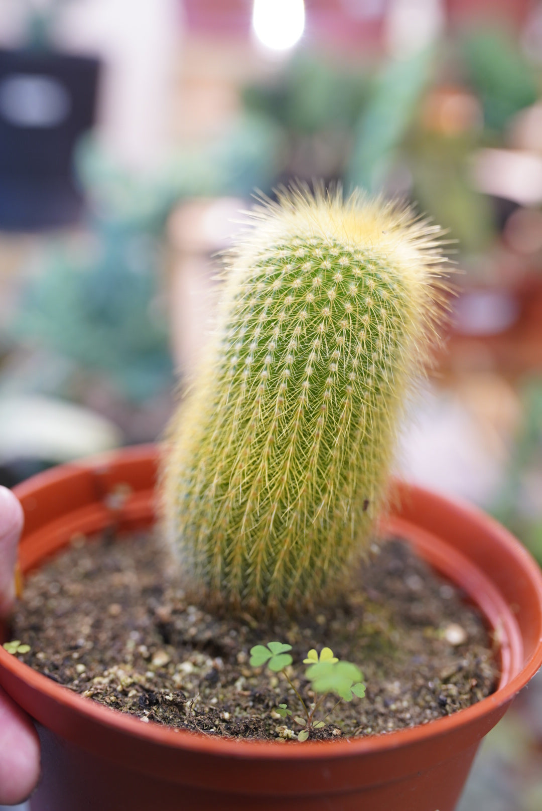 Parodia Leninghausii