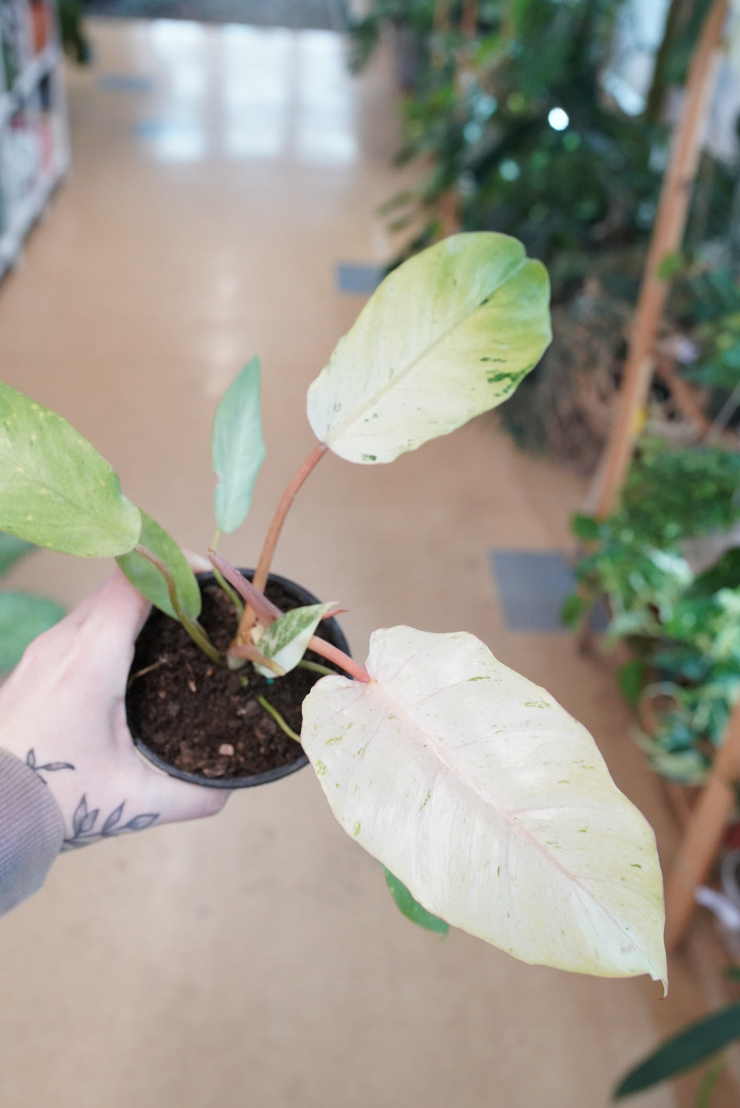 Philodendron Snowdrift