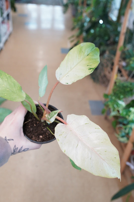 Philodendron Snowdrift