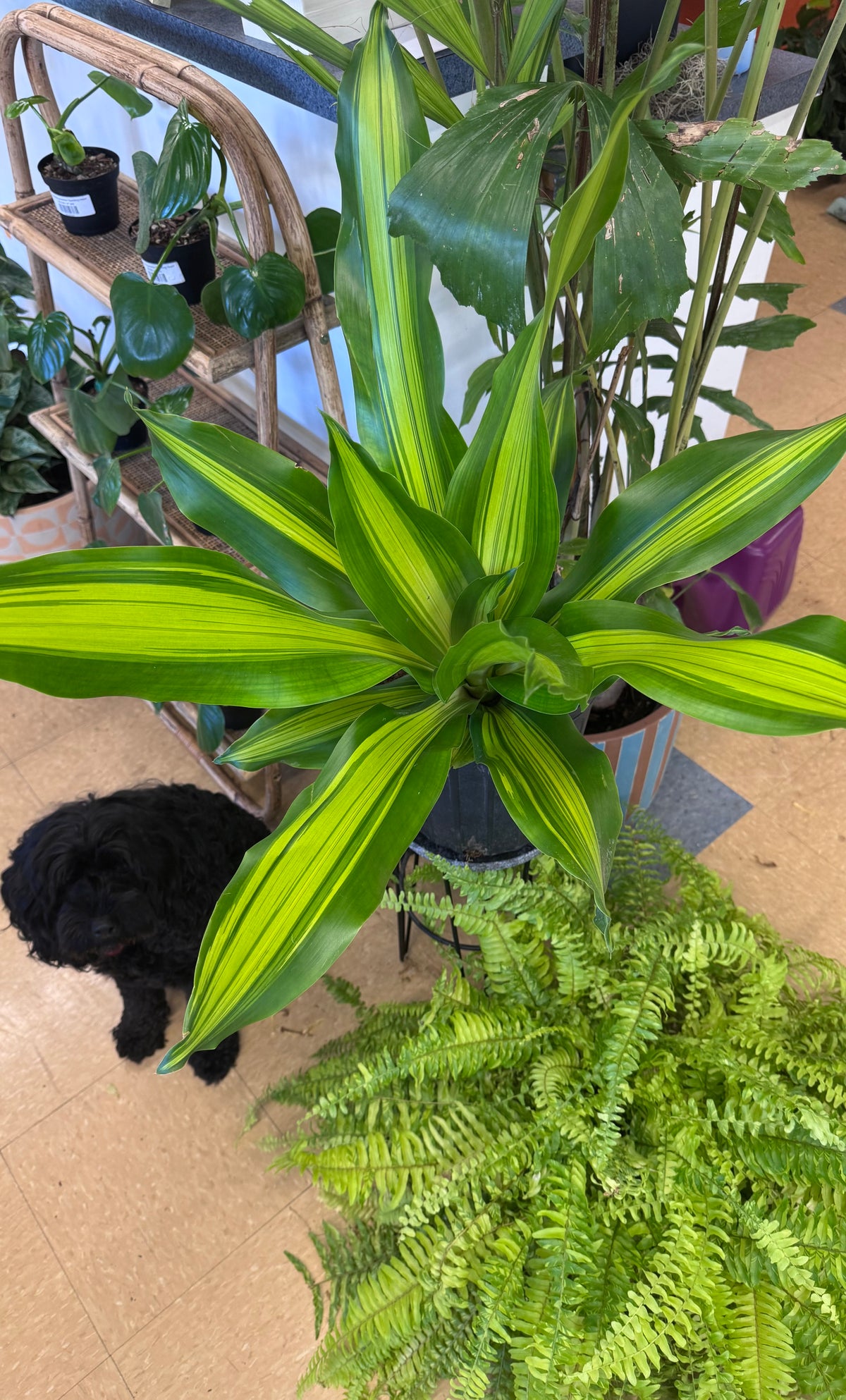 Large/XL Floor Plants