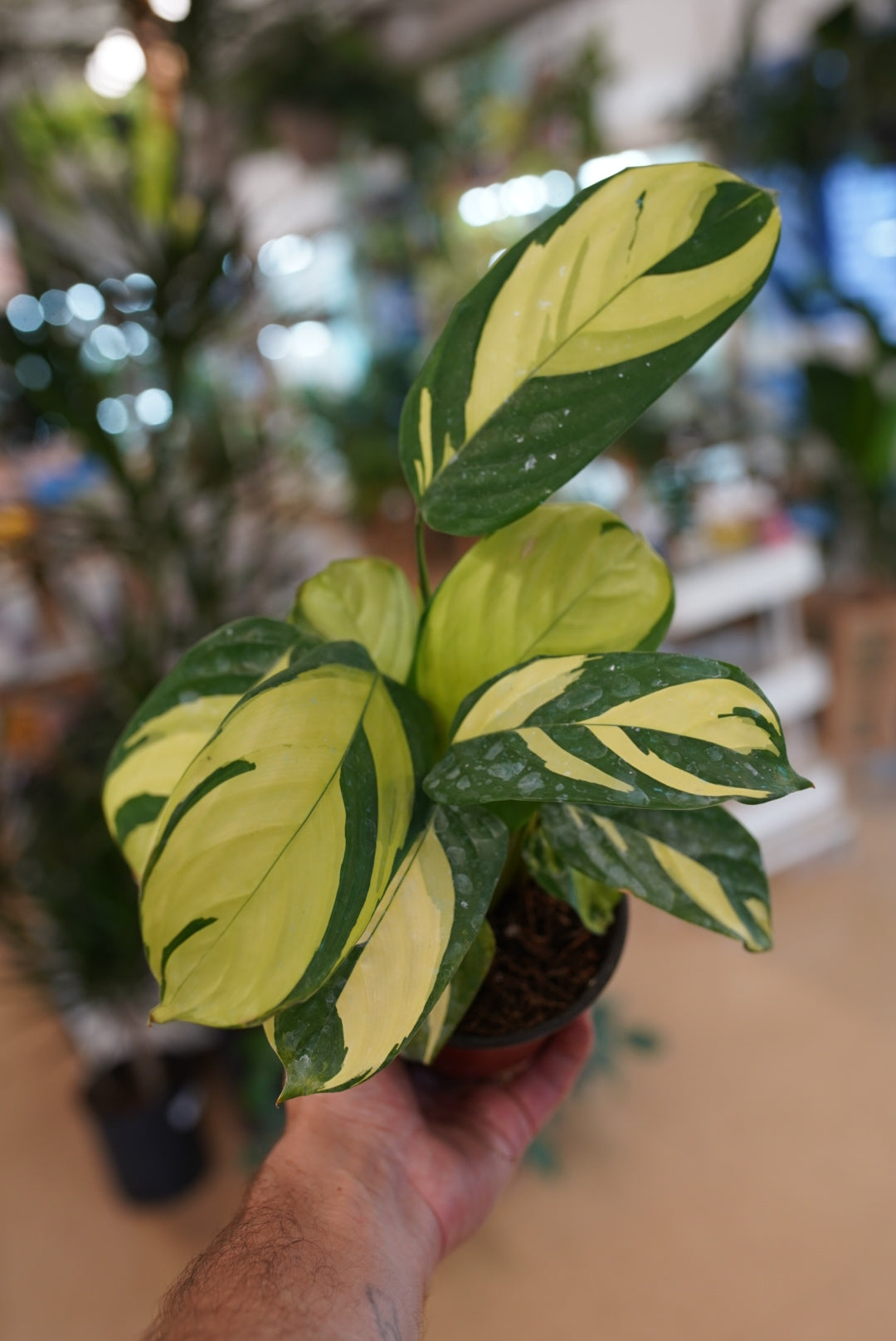 Ctenanthe lubbersiana 'Never Never'