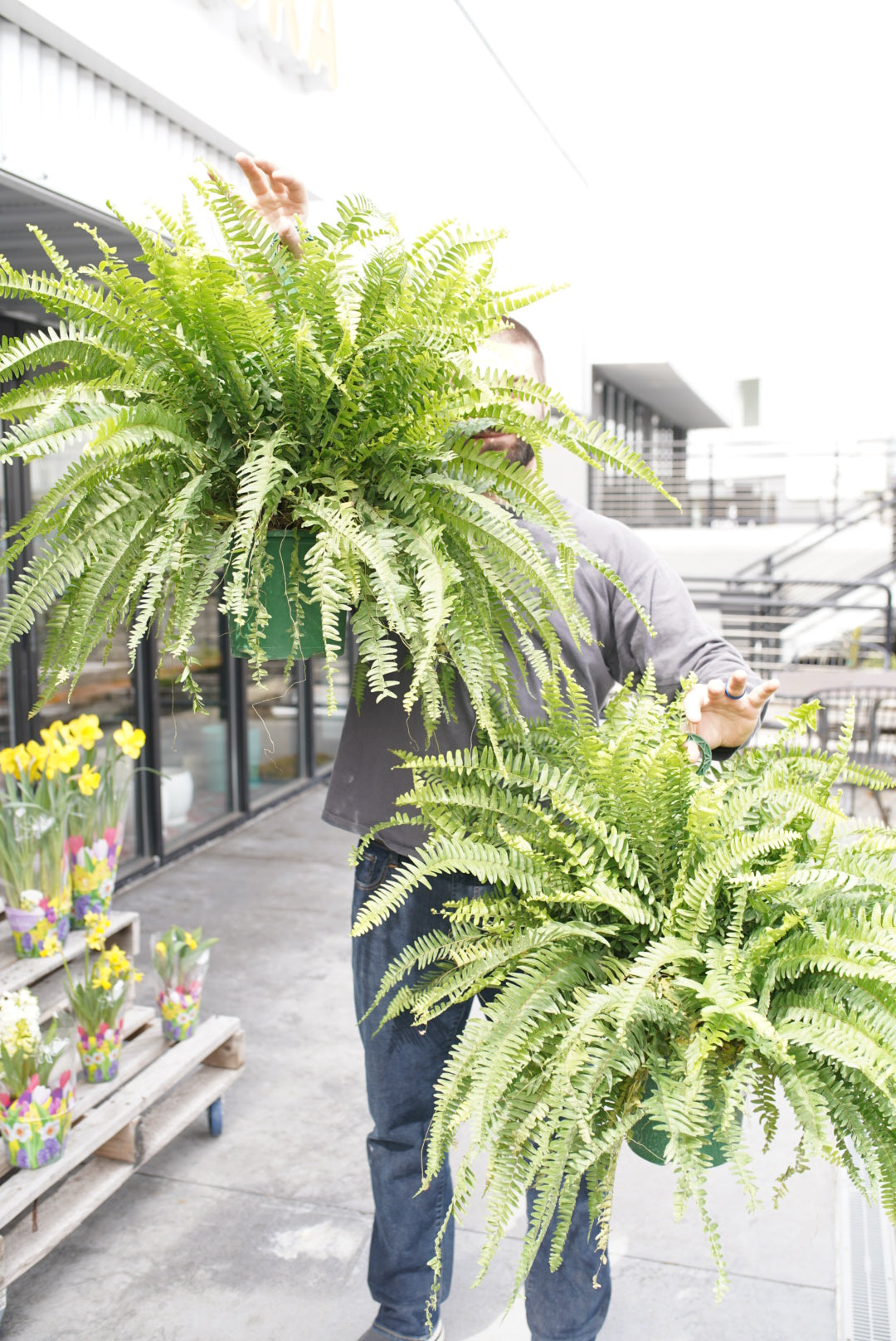 Boston Fern 'Massii'