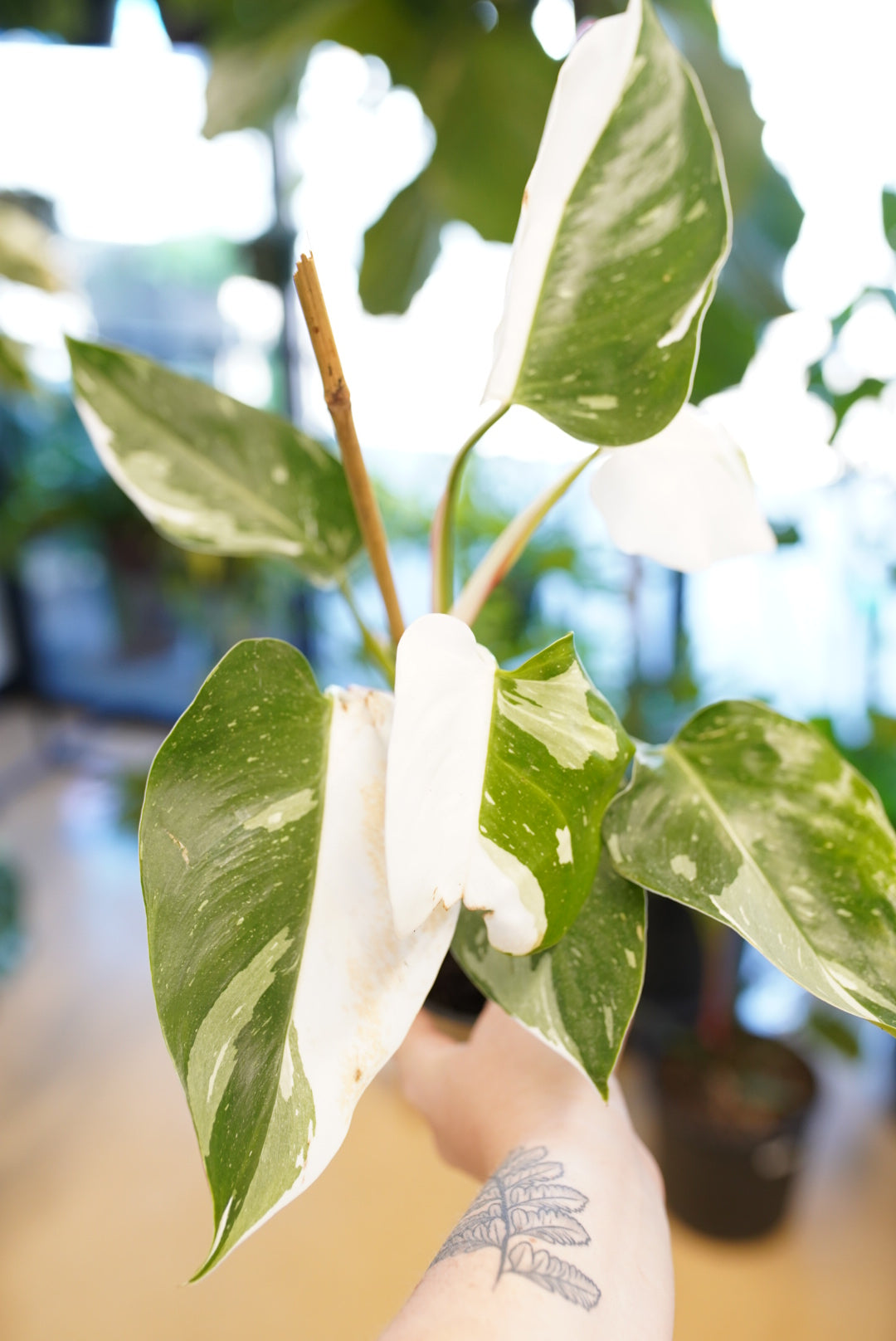 White Princess Philodendron