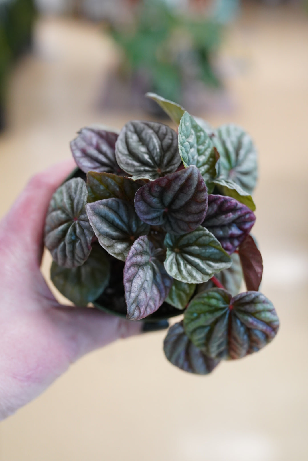 Peperomia caperata 'Red Ripple'