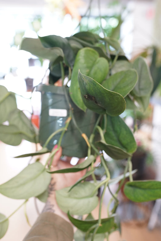 Jade Satin Scindapsus