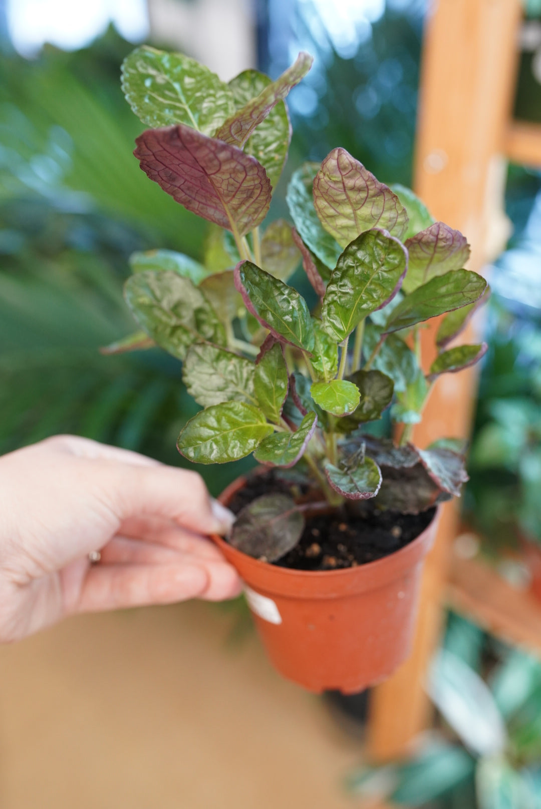 Purple Waffle Plant