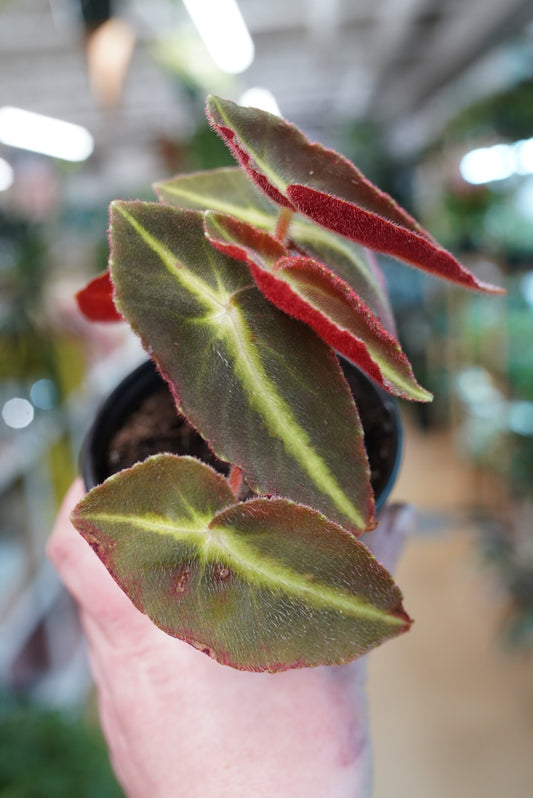 Begonia Listada