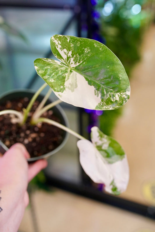 Alocasia Macrorrhiza Variegata