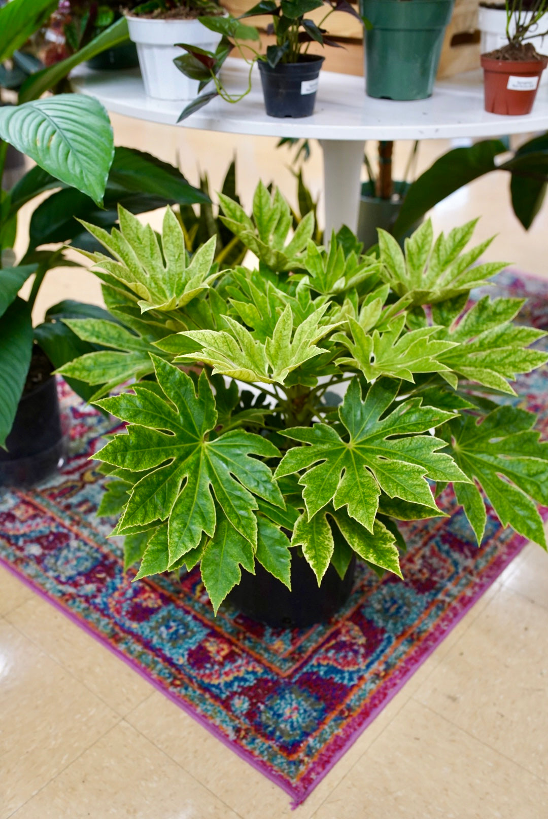 Fatsia Japonica ‘Spiders Web’