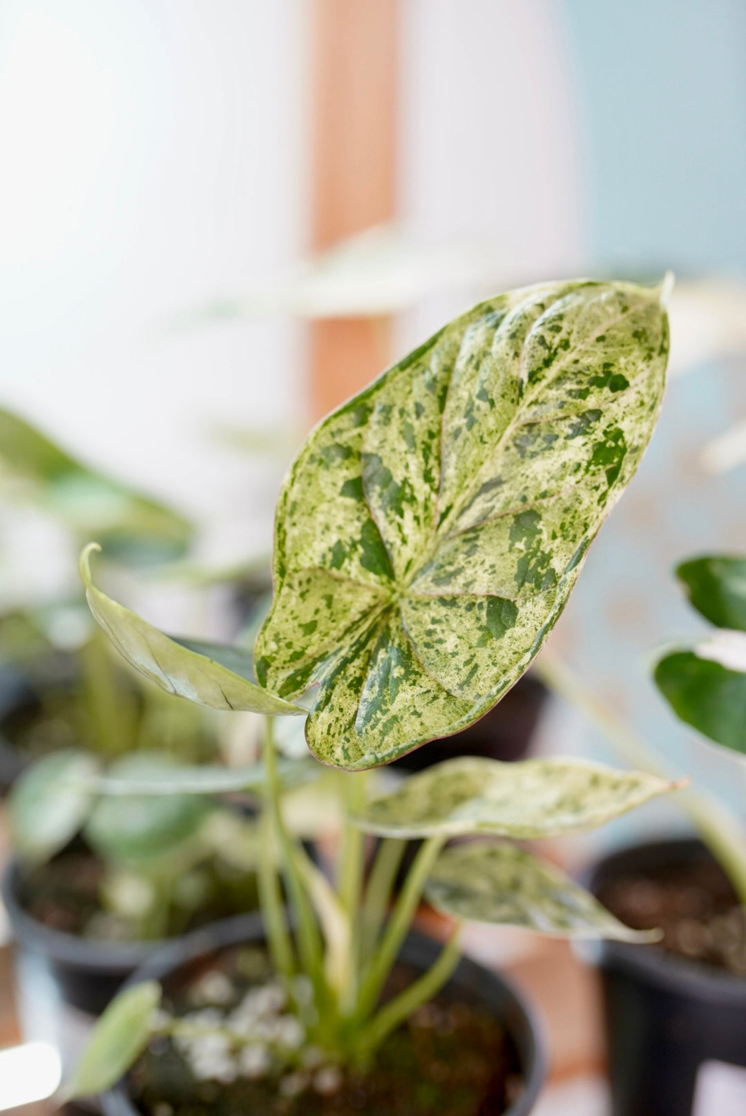 Variegated Alocasia Dragon Scale