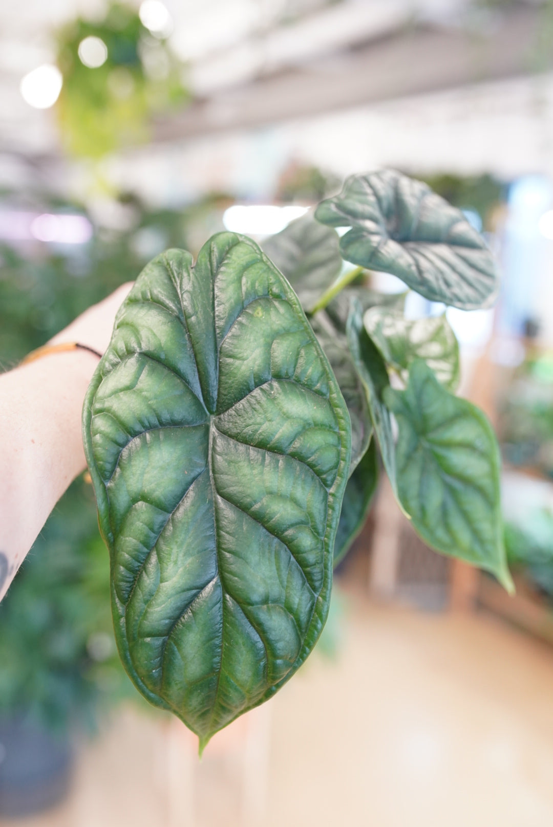 Alocasia 'green dragon scale'