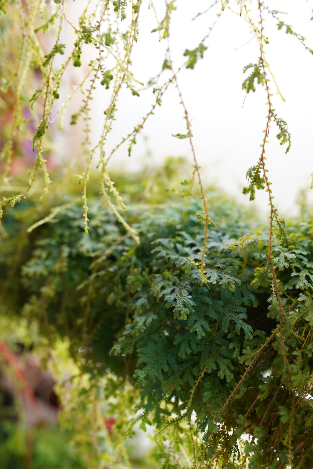 Selaginella Club Moss ‘Peacock Fern’