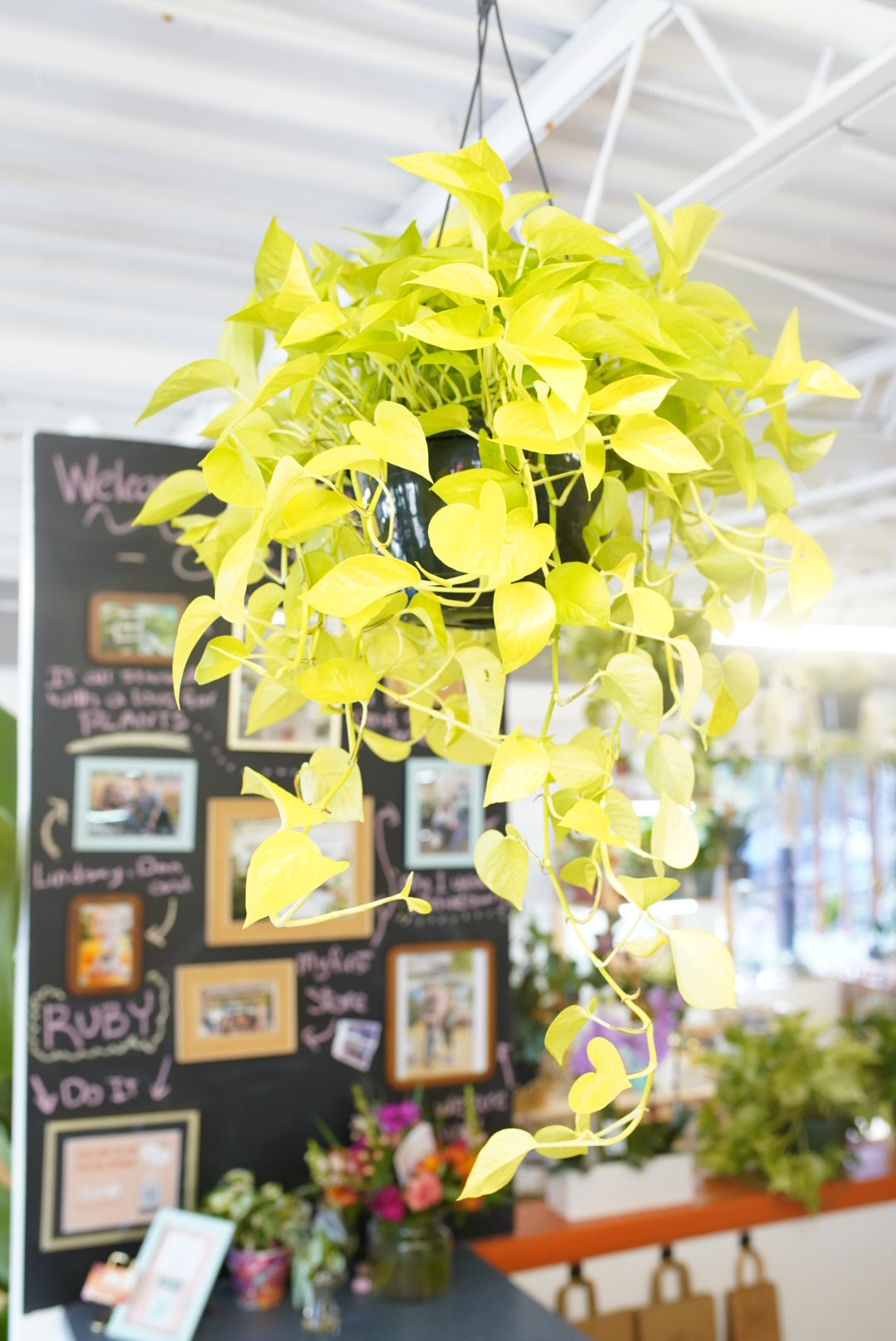 Epipremnum Aureum 'Neon' Pothos