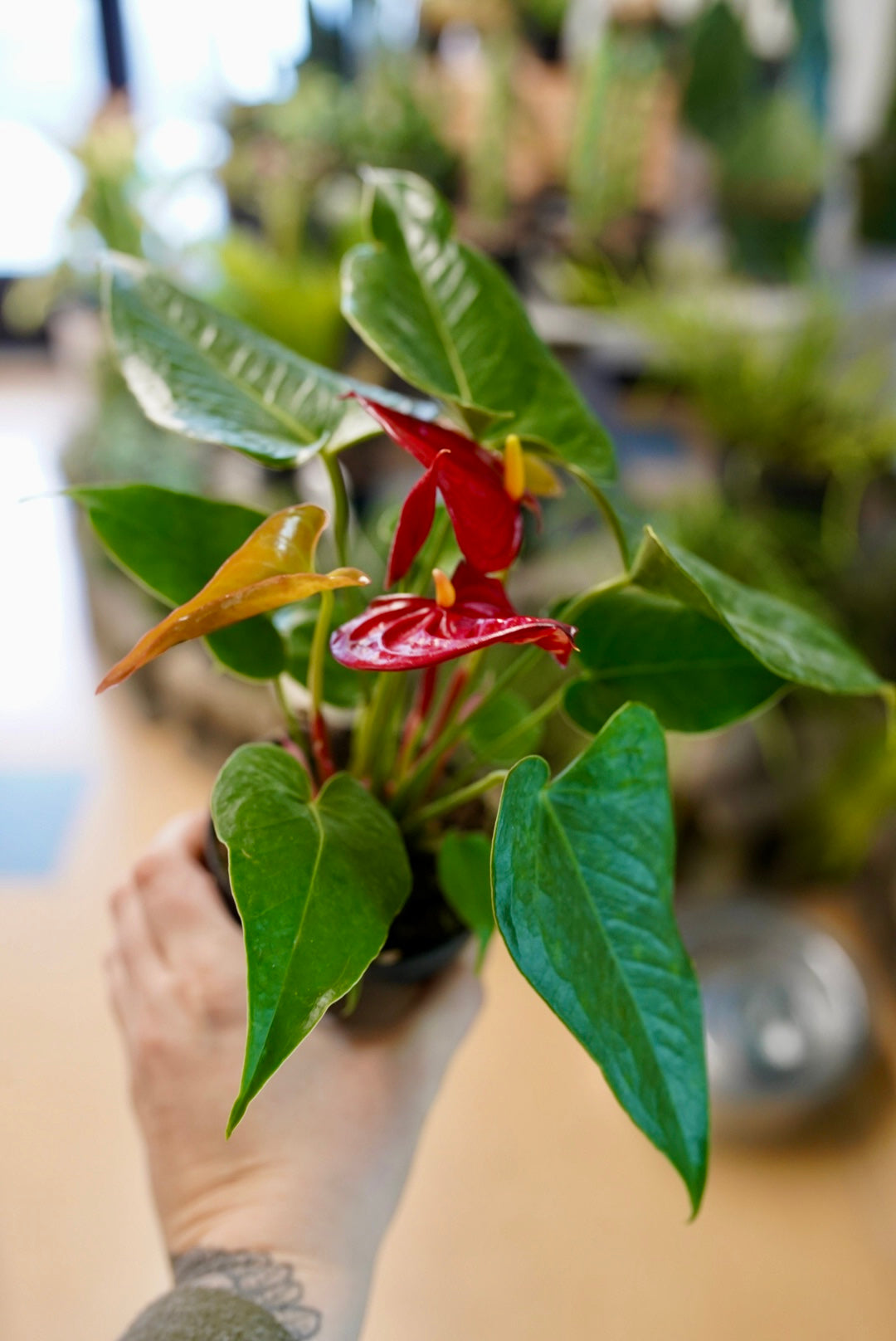 Flowering Anthurium - assorted