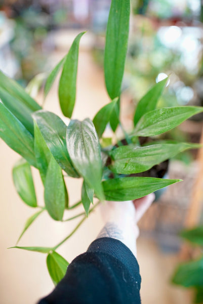 pothos amplissimum Epipremnum Amplissimum – Ruby Flora Plant Shop