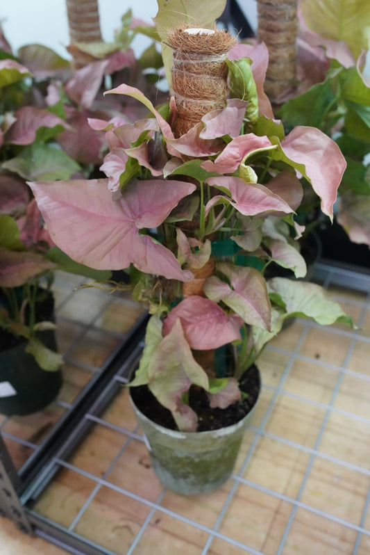 Pink Syngonium