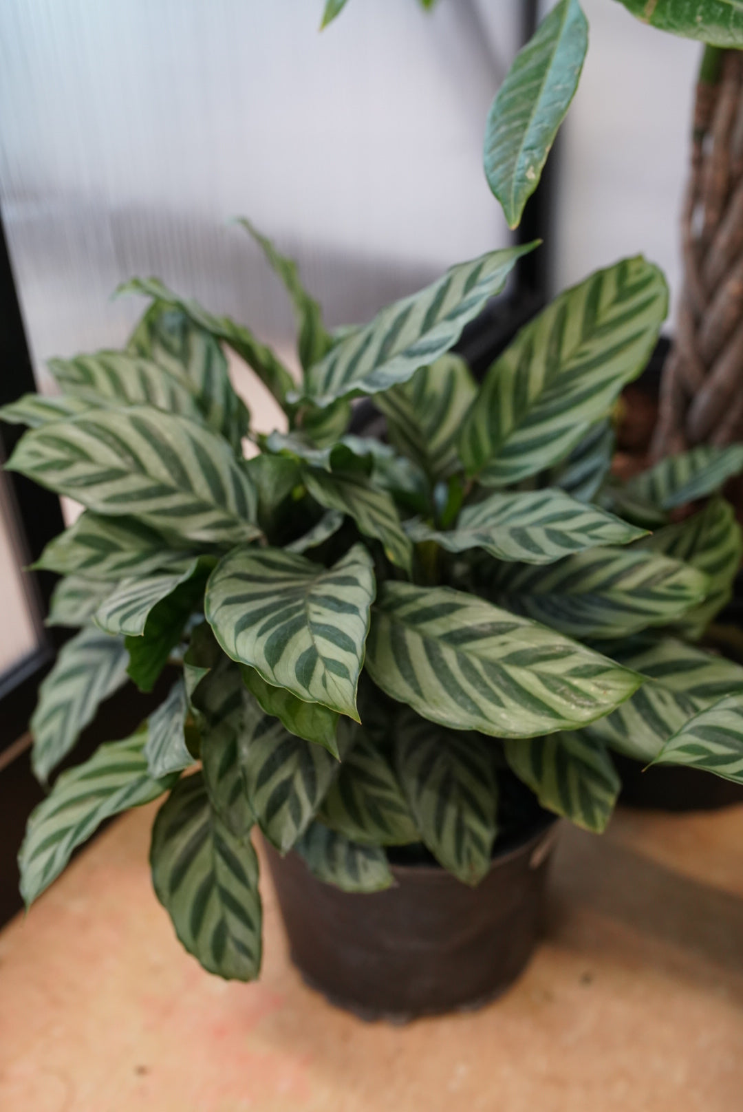 Calathea Freddie