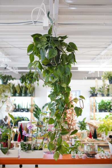 Heartleaf Philodendron (Cordatum)