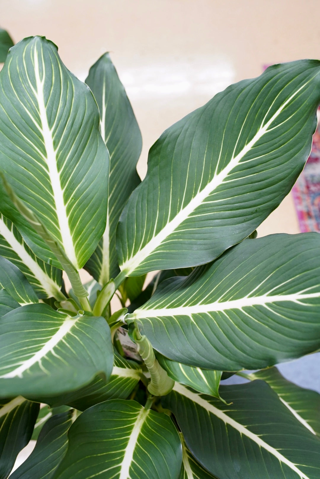 Dieffenbachia 'Sterling' (will not ship)