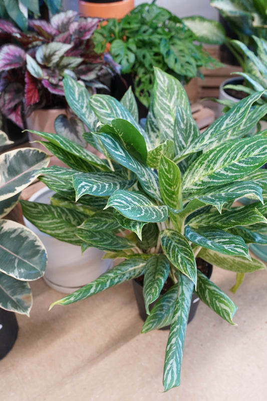 Golden Madonna Aglaonema