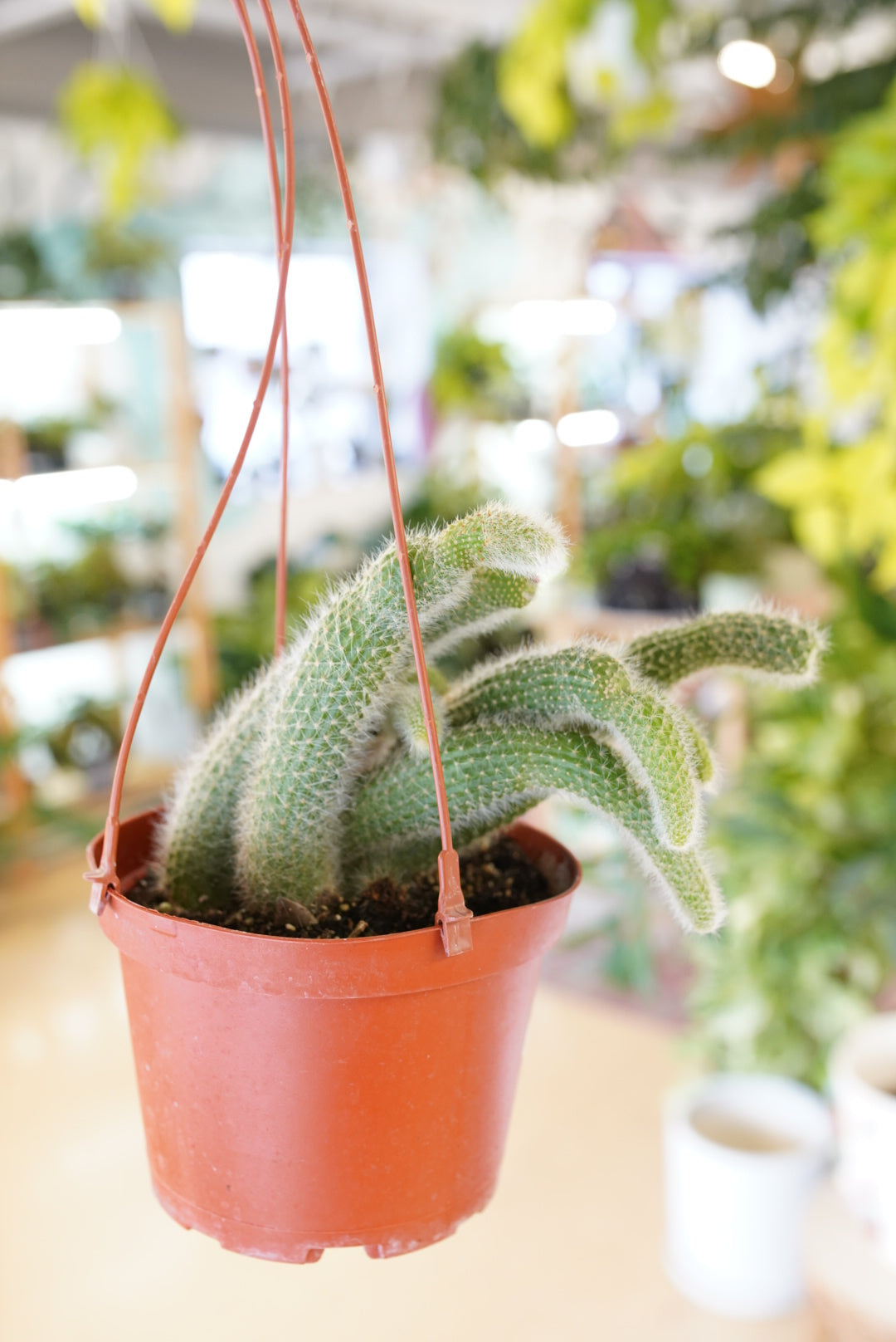 Monkey Tail Cactus 'Hildewintera colademononis'