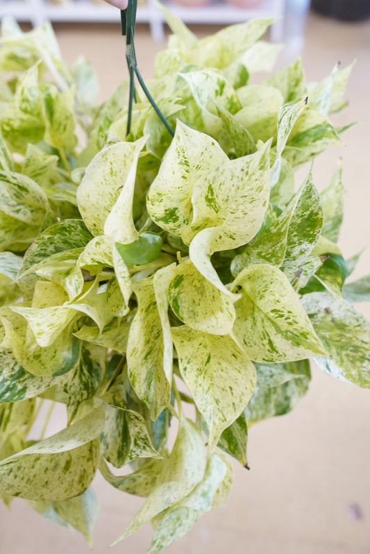Snow Queen Pothos