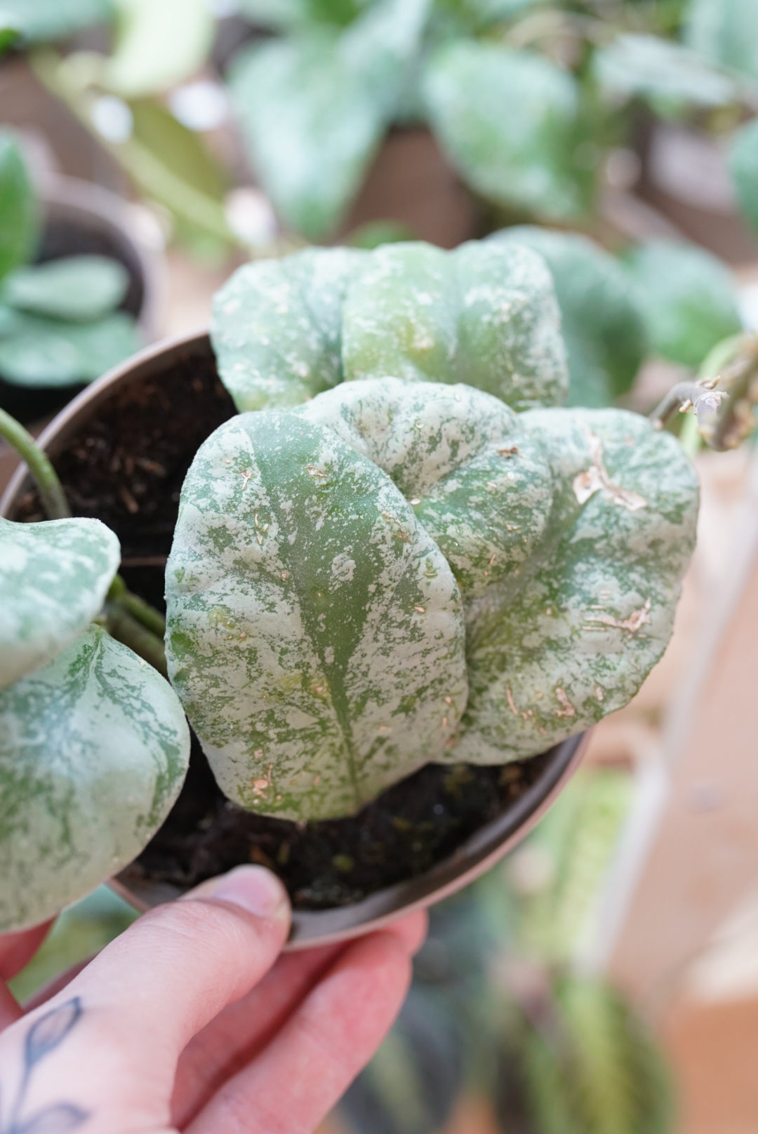 Hoya waymaniae 'Kapuas'