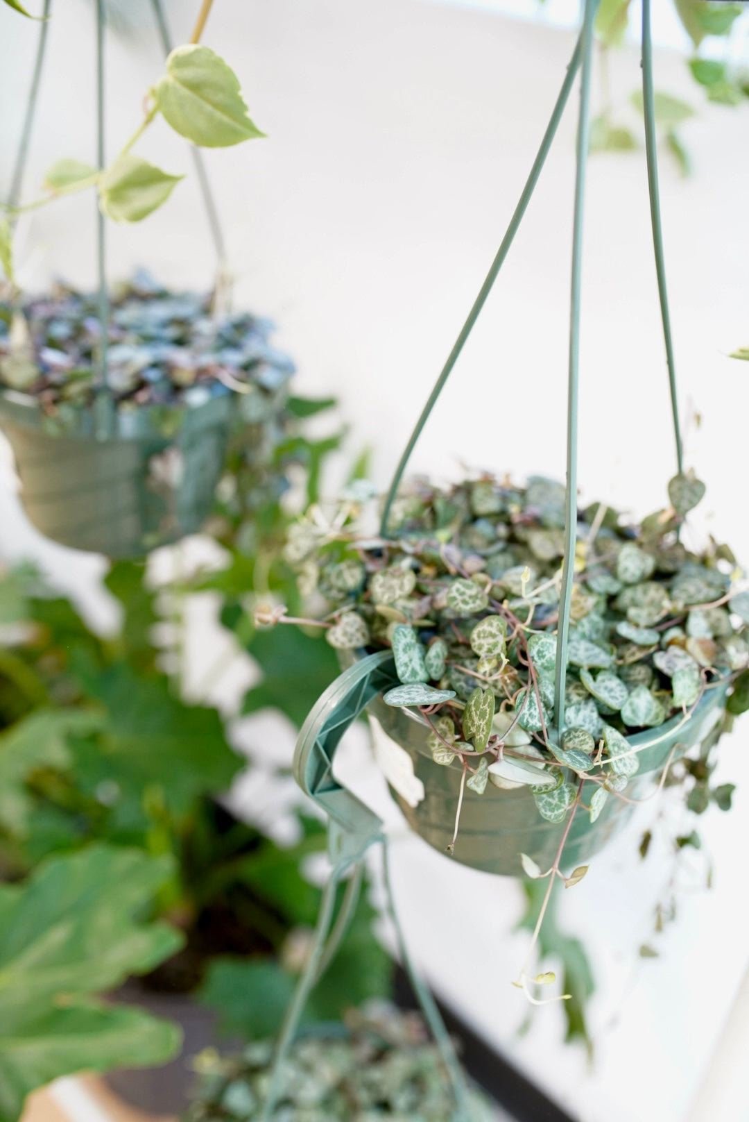 String of Hearts (Ceropegia woodii)