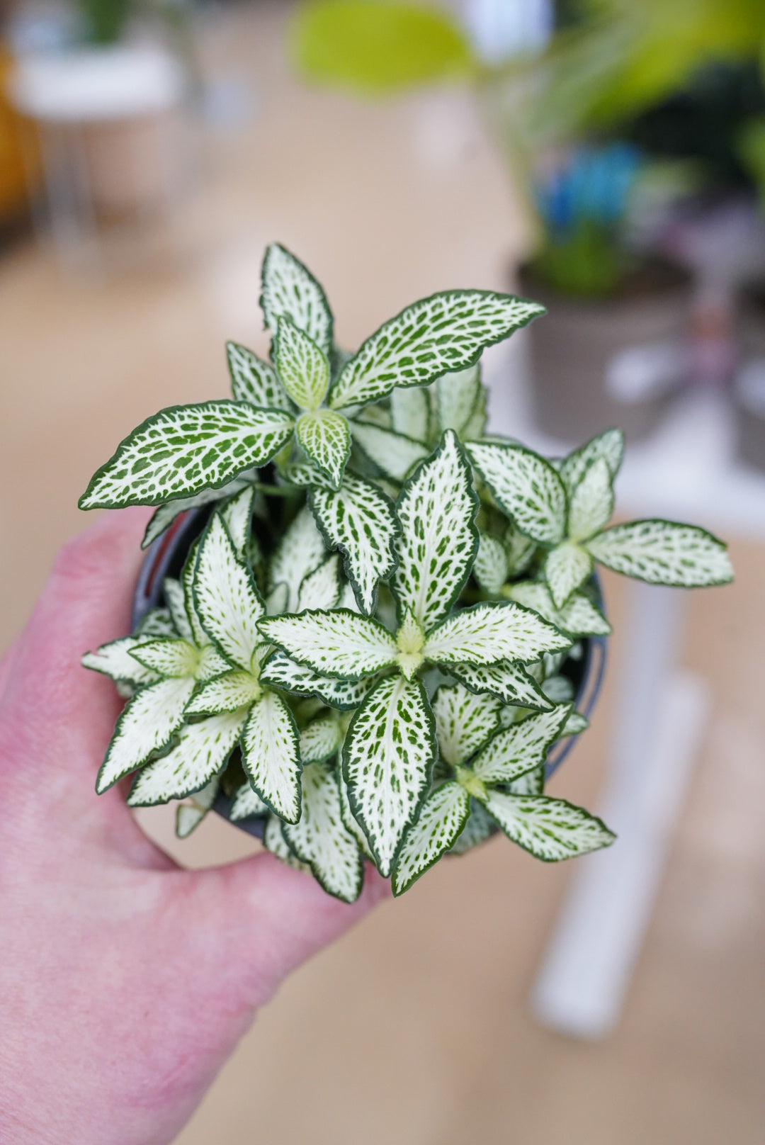 Fittonia-White