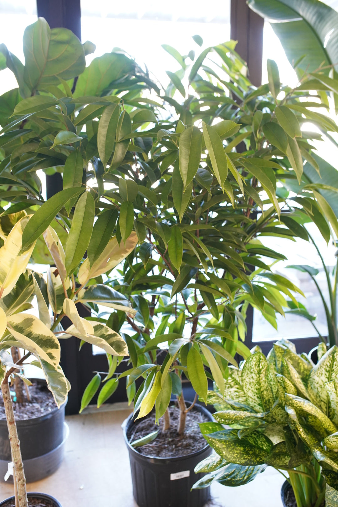 Ficus Amstel 'King'