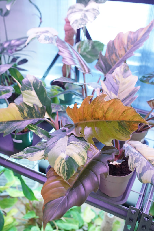 Caramel Marble Philodendron