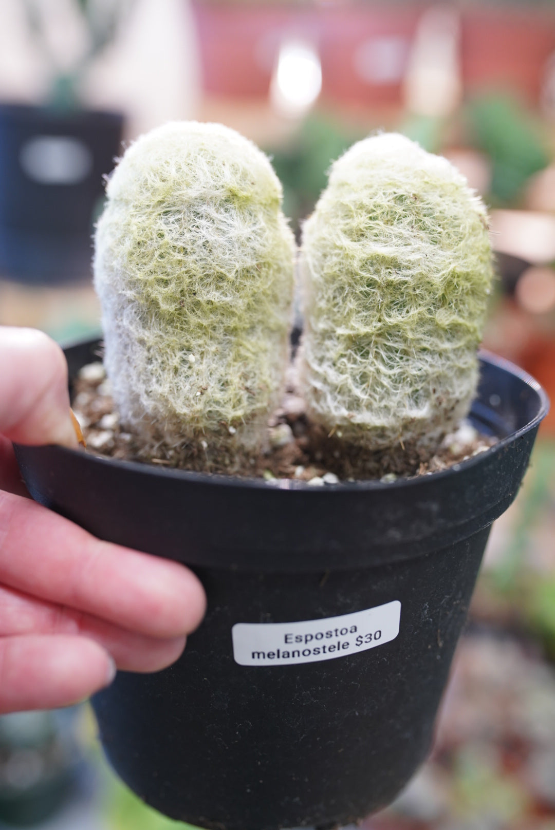 Espostoa Melanostele (Peruvian Old Lady Cactus)