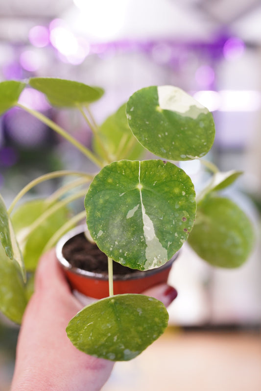 Pilea Peperomioides 'White Splash'