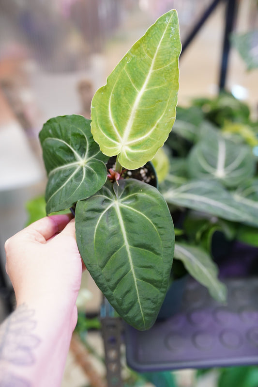 Anthurium Villenaorum croat.