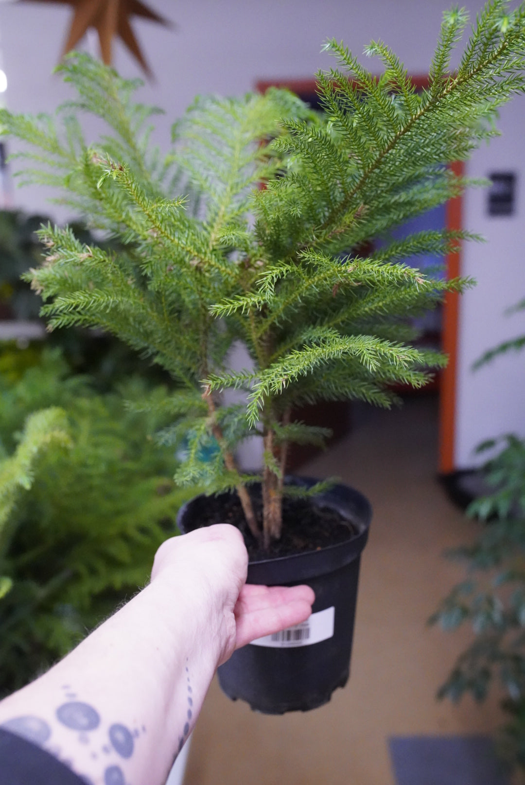 Norfolk Pine
