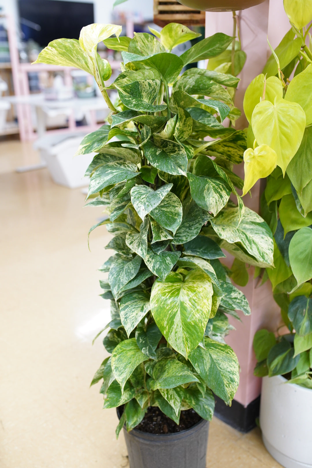 Epipremnum aureum 'Marble Queen' Pothos