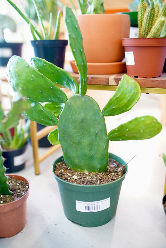 Opuntia gomie 'Old Mexico'-Prickly Pear Cactus