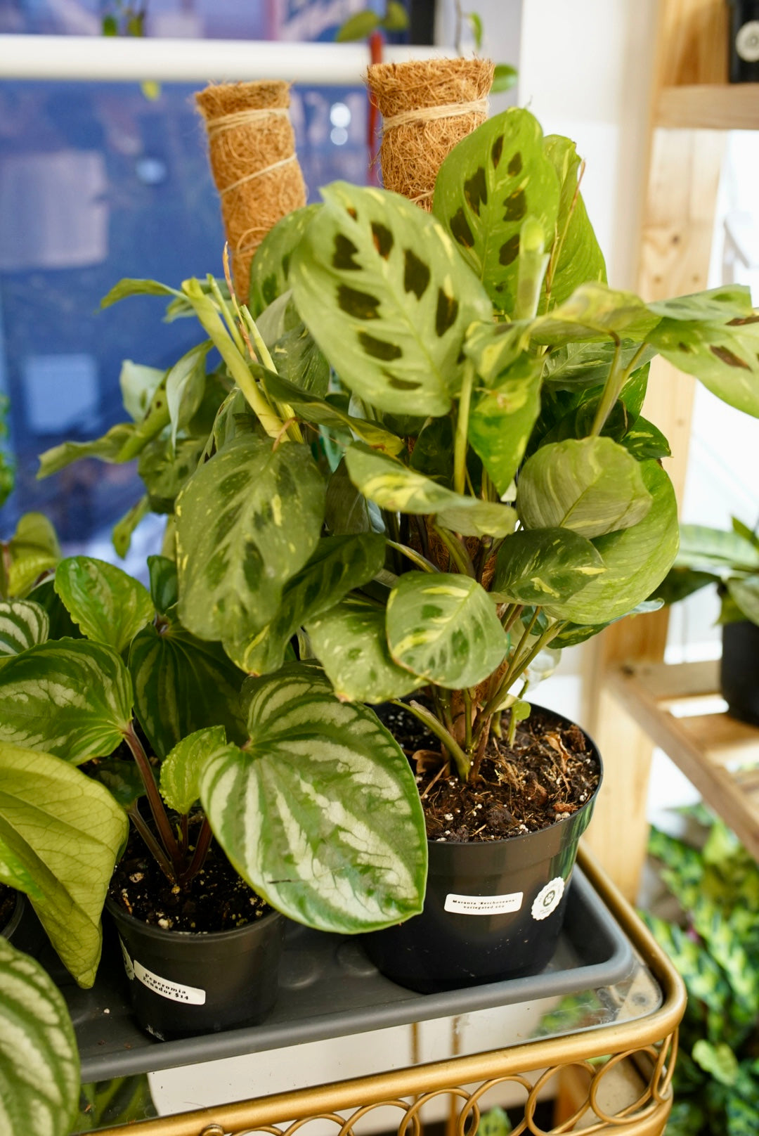 Maranta ‘Kerchoveana’ variegated