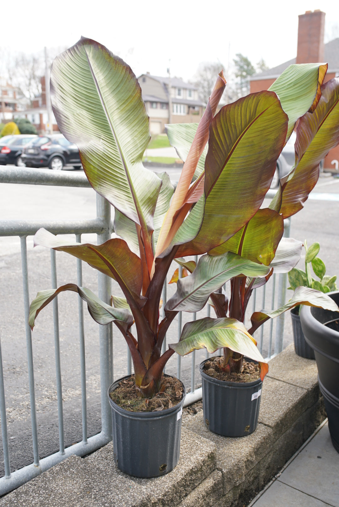 Banana-Ensete 'Maurelii'