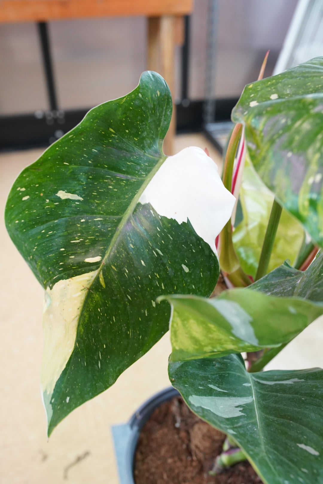 Philodendron 'White Princess'